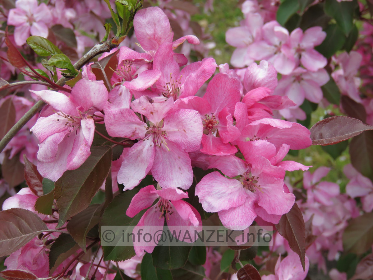 Malus Neville Copeman - Bluete.JPG